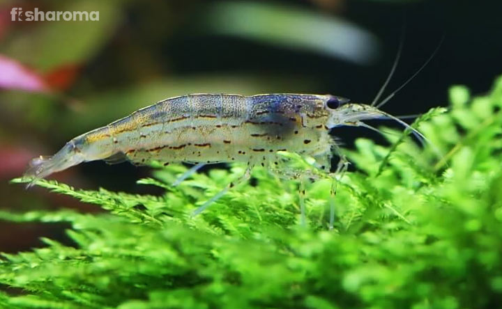 Amano Shrimp -  Algae Eater