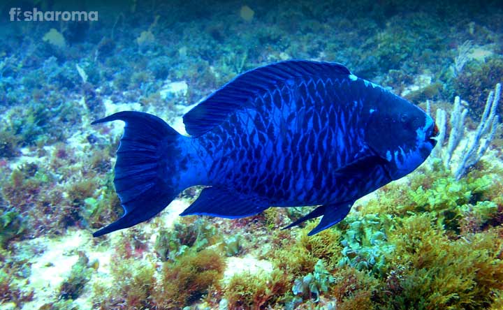 Blue Parrotfish - The Oceanic Crown