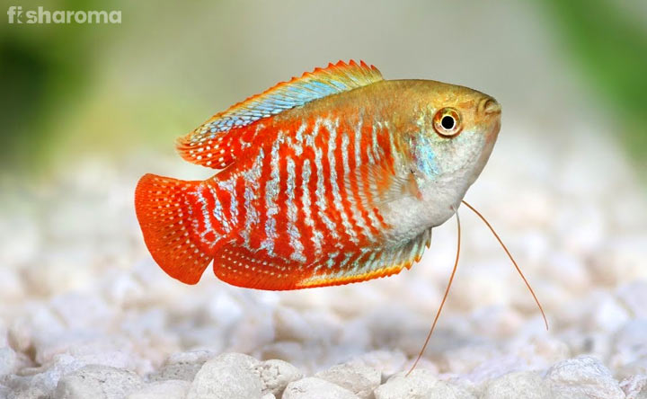 Dwarf Gourami Fish - The Tiny Species of your Water Family