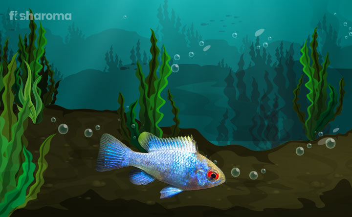 Electric Blue Ram - Mesmerizing Colorful Fish with Attractive Looks 