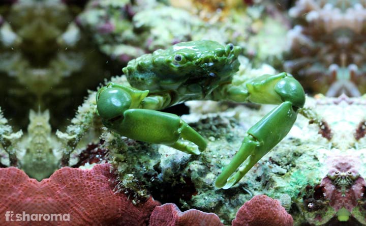 Emerald Crab - Algae Eater