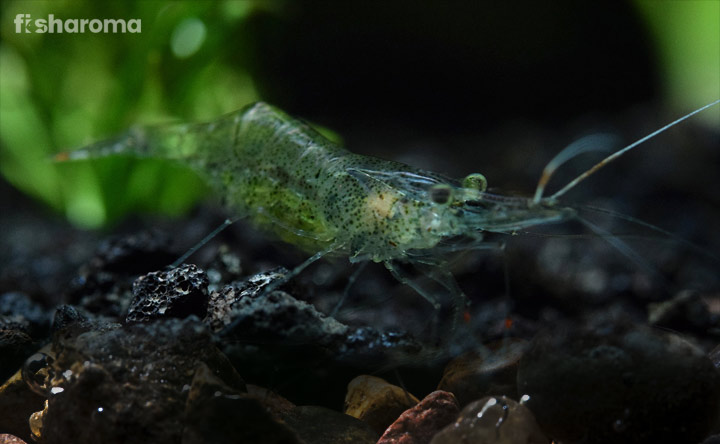 Ghost Shrimp - Algae Eater