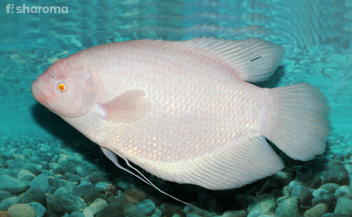 Giant Gourami Fish - The Large-Sized Fish for Aquarium