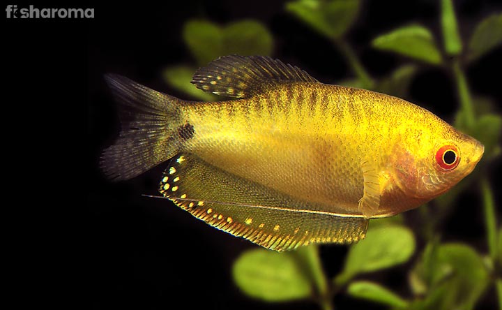 Gold Gourami Fish - The Golden Shaded Fish