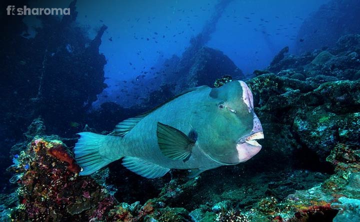 Humphead Parrotfish - The Huge Crowned King of  Sea