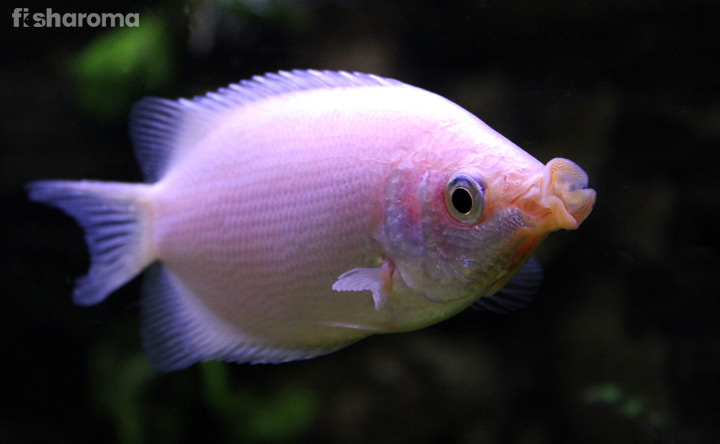 Kissing Gourami Fish - The Pout-Faced Fish