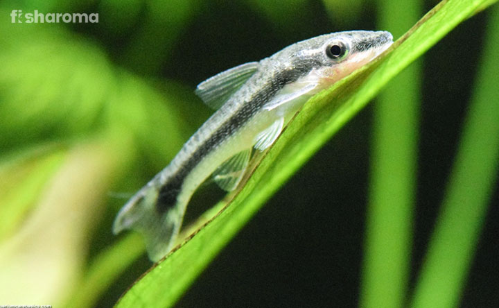 Otocinclus Catfish - Algae Eater