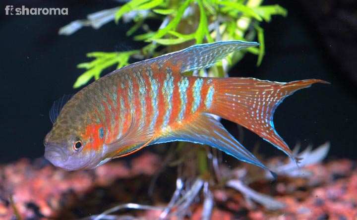 Paradise Gourami Fish - Heavenly Glow to an Aquarium