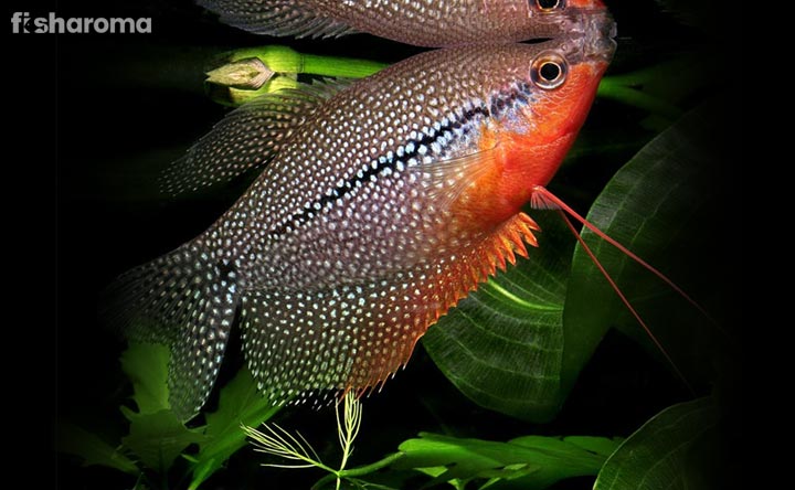 Pearl Gourami Fish- The Shining Glow of your Tank