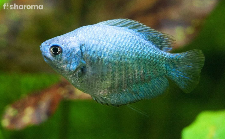 Powder Blue Gouram Fish - Bluish Beauty of Your Tank