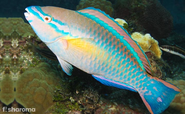 Princess Parrotfish - Crowning Glory of your Tank