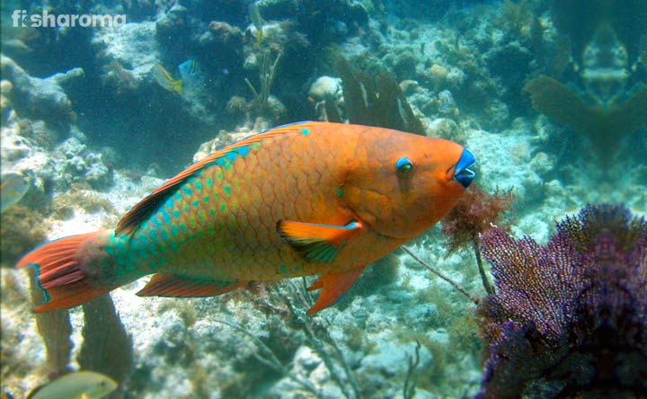 Rainbow Parrotfish - Multi-Shaded Fish of Sea