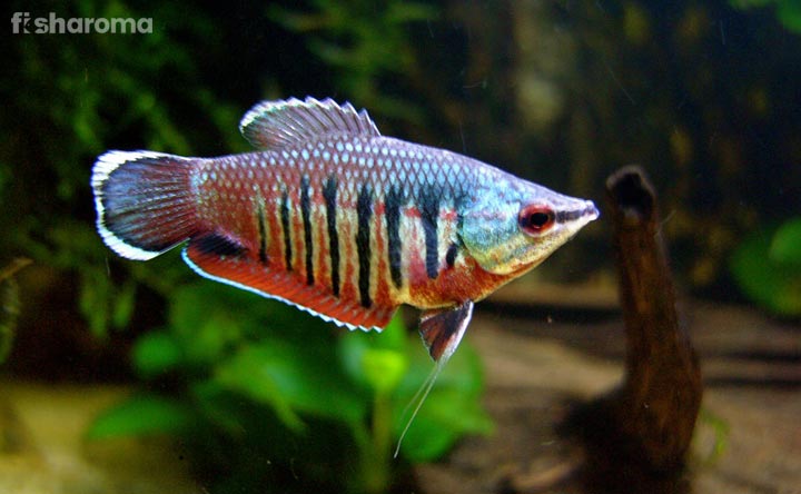 Samurai Gourami Fish - The Brightest Fish