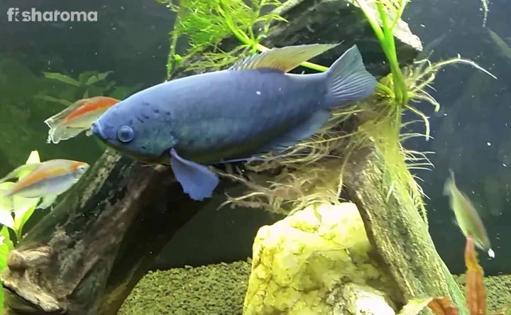 Snakeskin Gourami Fish - The dark-scaled fish