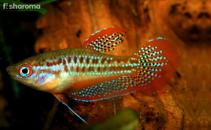 Sparkling Gourami Fish