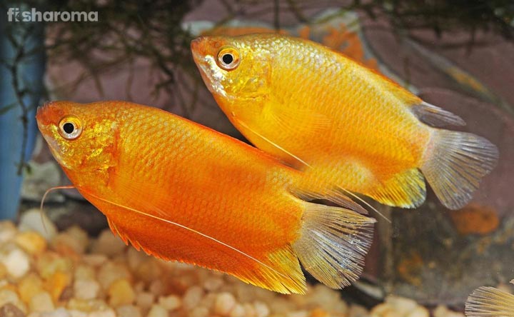 Sunset Gourami Fish - The Orange Ecstasy