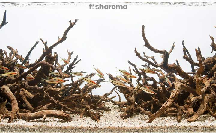 Thorny Trees Which Should Not be Put in a Fish Tank