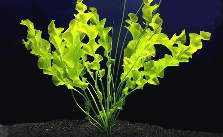Aponogeton ulvaceus - Aquatic Plant