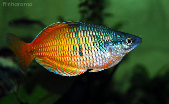 Boseman’s Rainbow Fish
