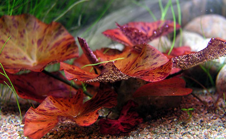 Dwarf Aquarium Lily - Dwarf Aquarium Lily