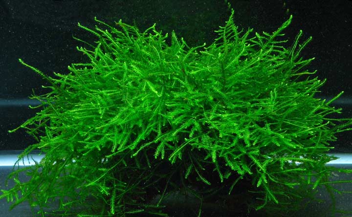 Java Moss - Aquatic Plant