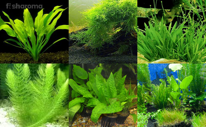 Plants as Betta fish Tankmates