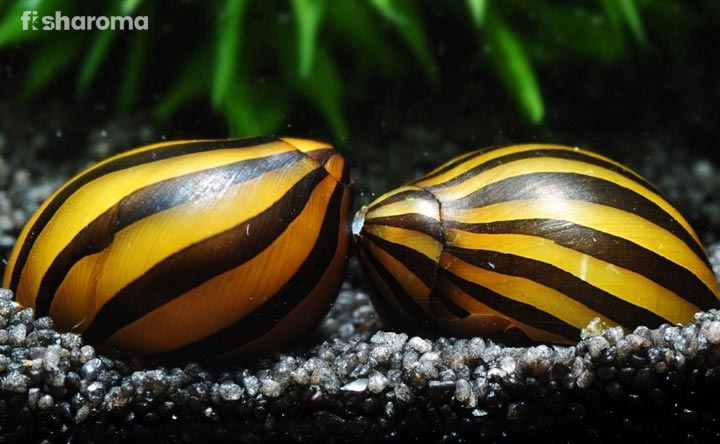 Zebra Snails