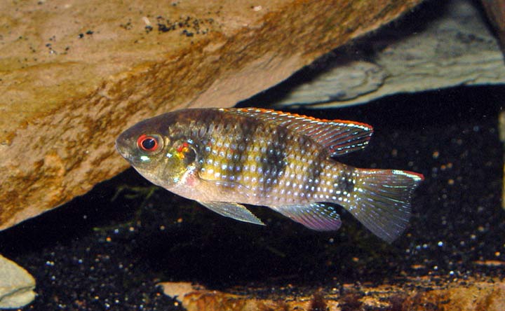 African Butterfly Cichlid - African Cichlid