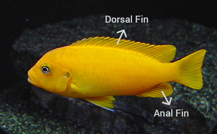 Dorsal Fin of African Cichlid