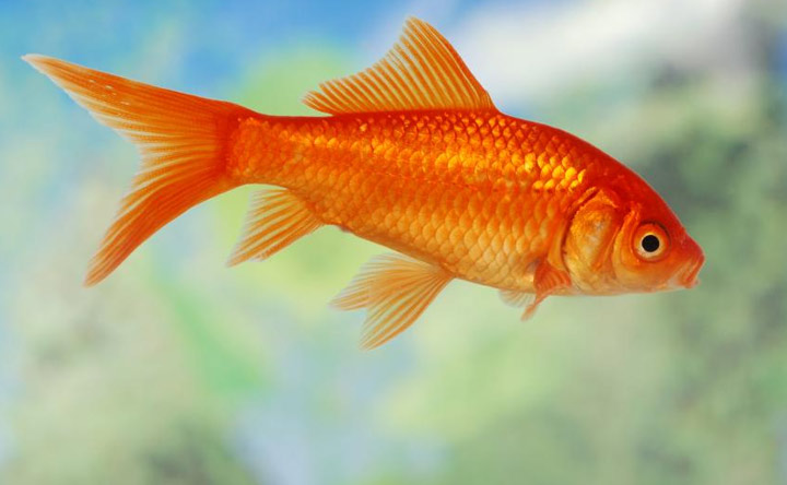 Common Goldfish