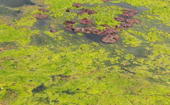 Green Algae - How to get rid of them