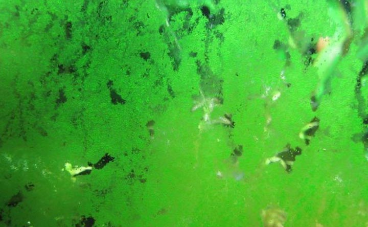 Green Dust Algae - How to get rid of them
