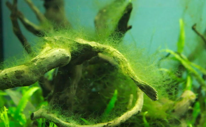 Hair Algae - How to get rid of them