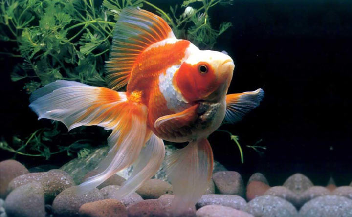 Jikin Goldfish