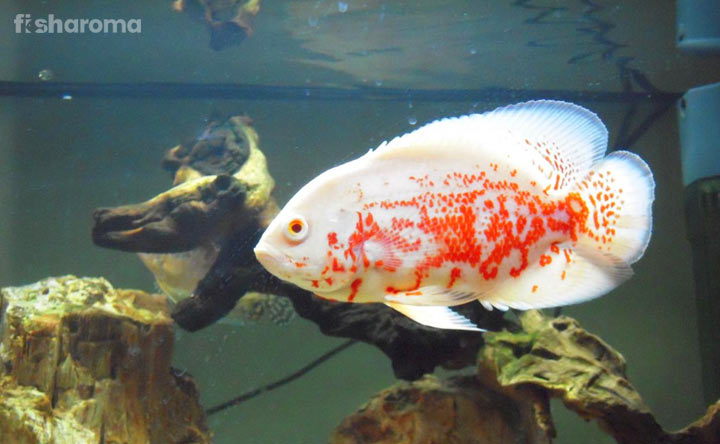 Oscar Fish Types