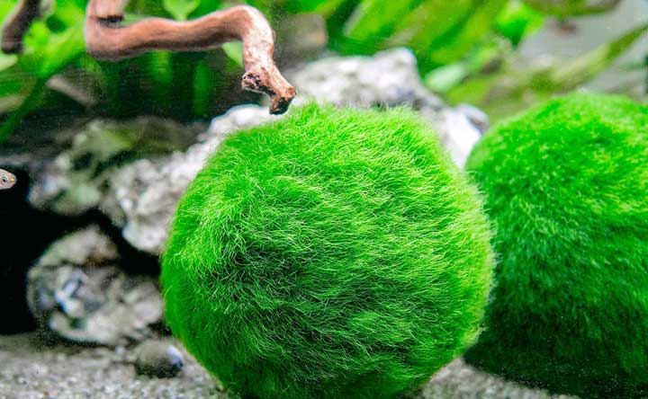 Aquatic Plant - Marimo Moss Balls
