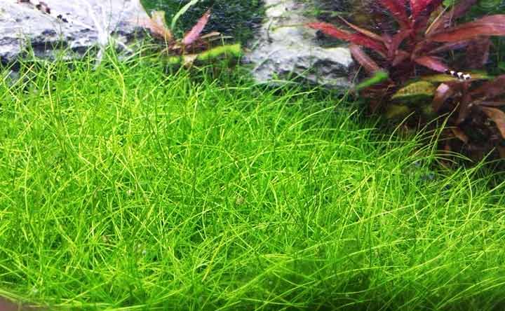 Dwarf Hairgrass- Freshwater Aquarium Plant
