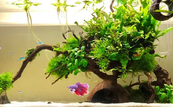 Coconut Caves for Betta Fish Tank