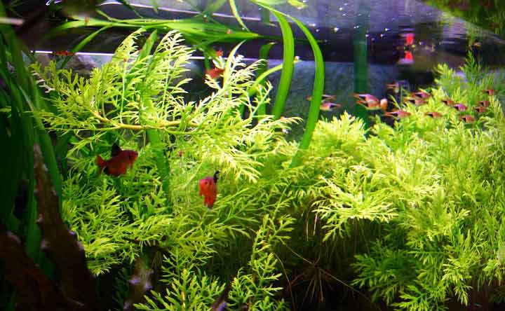 Live Plants for Betta Fish Tank Decorations