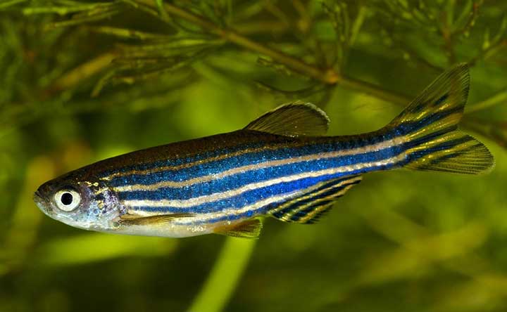 A Zebra Danio can survive with up to three companions in a fish bowl.