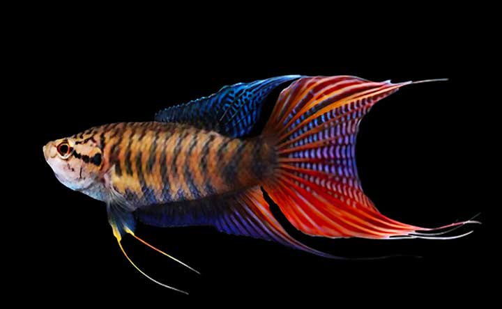 This beautiful Paradise fish can exist easily in a 2-gallon fish bowl.