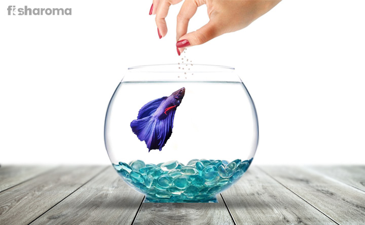 best diet for betta fish