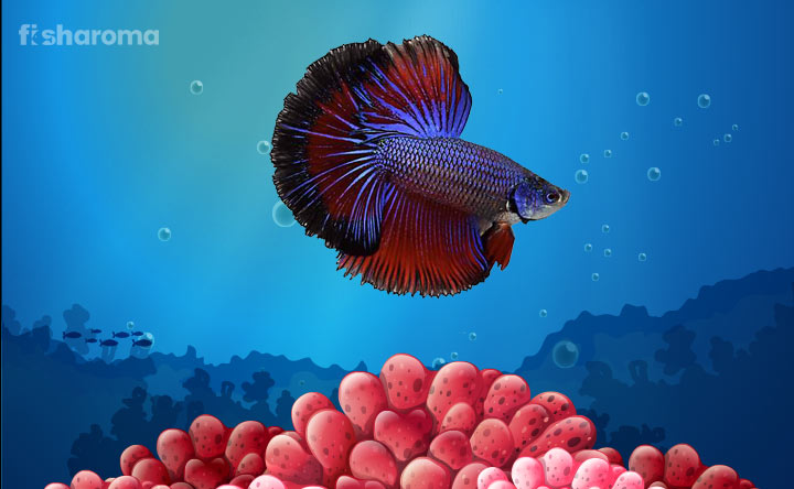 How Long Do Betta Fish Live In Wild Rivers And Fish Tank,Arabic Date Bread