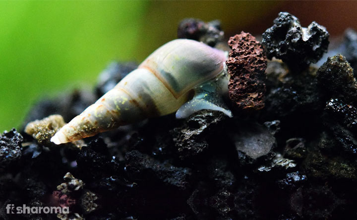 Malaysian Trumpet Snail - Algae Eater