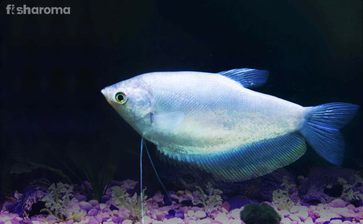 Moonlight Gourami Fish - Shinning Fish of the Aquarium