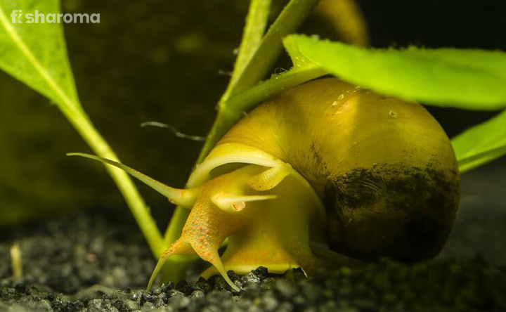 Mystery Apple Snail - Algae Eater