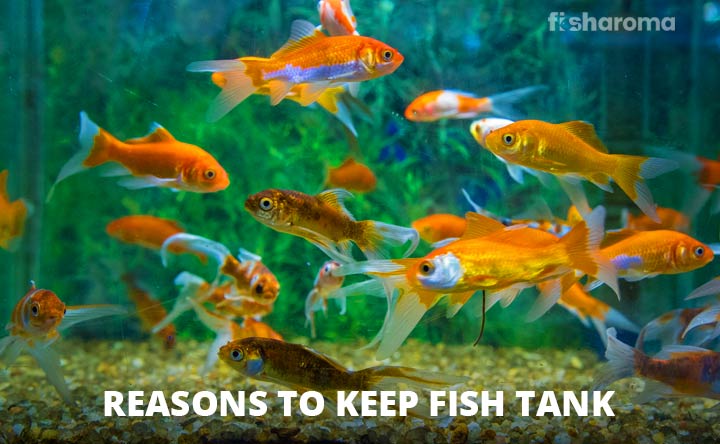 Reasons to Keep Fish Tank