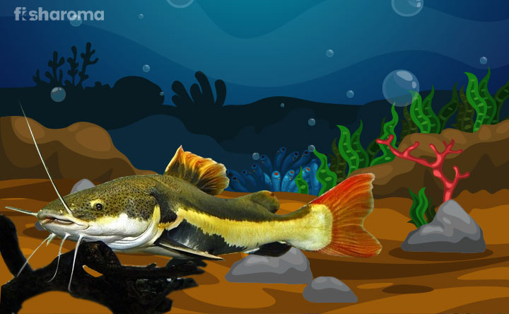 Redtail Catfish In A Fish Aquarium