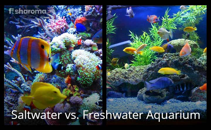 Saltwater Vs. Freshwater Aquarium: Myths Vs. Real Facts