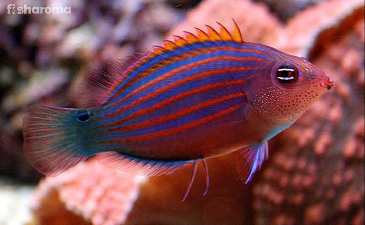 16 Friendliest Saltwater Fish for Beginners - Fisharoma